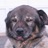 pebbsrocks's profile image