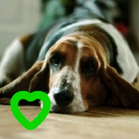 megeco29's profile picture. Freedom is when you have no fear...like a Basset Hound...