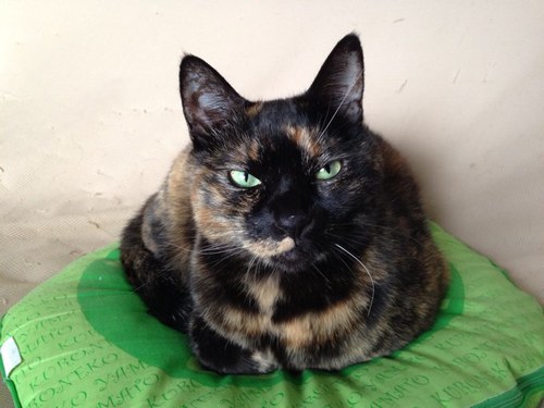 愛猫3匹に毎日癒される生活〜♪猫ちゃん、中心にツイートして行きます。