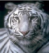 Luay_H's profile picture. Movies, music, gamer, azzuri, Milanista