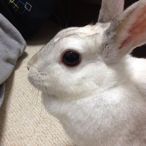 やましー