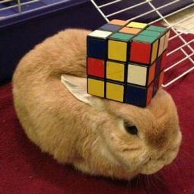 Encima De Mi Conejo Tu Hablas Ingles Obvio Tontito Como Se Dice Pan Bread Como Se Dice Que What Y Panqueque Breadwhatwhat