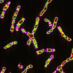 The 1000 Genomes (@1000genomes) Twitter profile photo The 1000 Genomes (@1000genomes) Twitter profile photo
