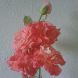 marecr61's profile picture. 