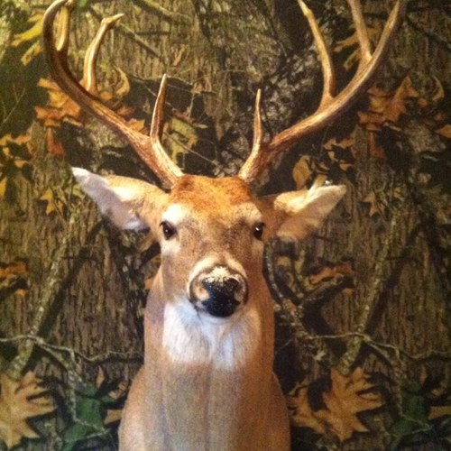 wwtaxidermy's profile picture. Taxidermy - Taxidermist 
Turning your trophy into art

 
you will be proud to display.