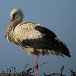 Keen birder (and second rate twitcher!)  living just outside Great Yarmouth & working on Breydon Bridge.