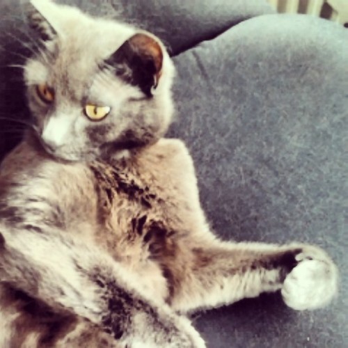 14-5-2013 x ~ acc voor de leukste katten/kittens plaatjes~