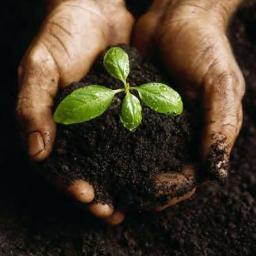Here to add water to your growing seed