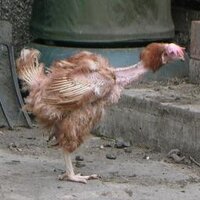 Julie Smith (@exbatsforever) 's Twitter Profile