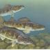 Walleye Television (@walleyetv) Twitter profile photo