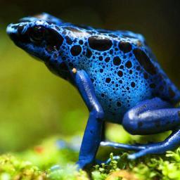 tasmanianfrog Profile Picture