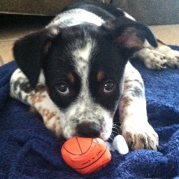 I love to eat, sleep, and chew on things I'm not supposed to.  Woof!