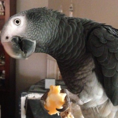 I'm a Timneh Grey and I'm 4. I lov hanging upside down and ringing bells. I know my colors and I count as I do upside down situps from my rope. I lov bananas!
