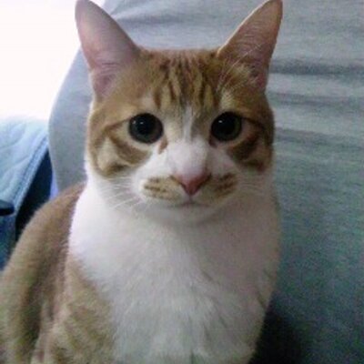ねねこ