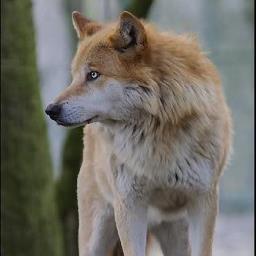 Im a kind,loyal and friendly wolf. Im a gymnastic,sporty wolf2. Sister:@WhiteWolfAngela Mate:@icewold1200 pups:@wolfofthewild @Wolf1_Blaze cousin:@zoro_thewolf