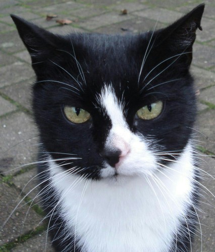 I'm Stagthorn I live in old abandoned Warehouse and I fight well against other animals and I like to be alone.#Single Tom