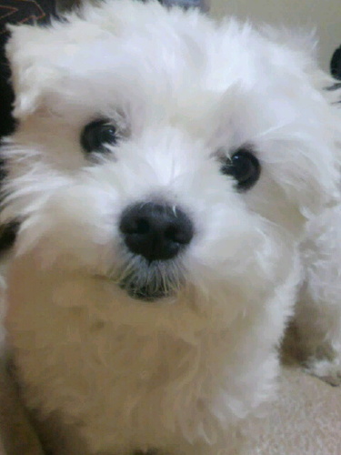 elmonet's profile picture. 