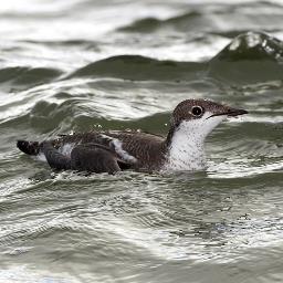 Bird and wildlife news from the Dawlish Warren Recording Group.