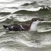 Dawlish Warren (@warrenbirding) Twitter profile photo Dawlish Warren (@warrenbirding) Twitter profile photo