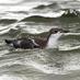 Dawlish Warren (@WarrenBirding) Twitter profile photo