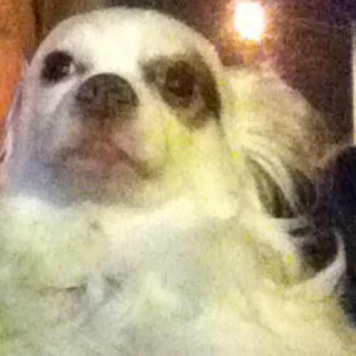 GpaPatch's profile picture. #dog  #fitness  #peeps  #naps