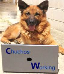 chuchosworking Profile Picture