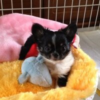 シェイク🐶みー🐱うー😺ミコ😽がー😼びー😻(@kt07987654) 's Twitter Profile Photo