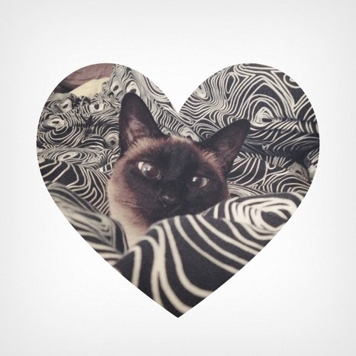i am siamese, if you please.