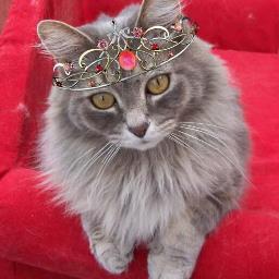 I am here to promote awareness for cats with liver shunts. I went OTRB  September 2013 and will have to work from my cloud.