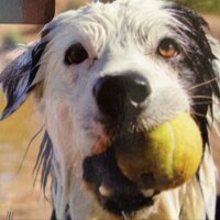 Oscar Ortiz (@oscarortizhol) 's Twitter Profile