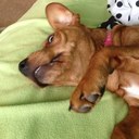 Sadie Noble - @Sadiethedog12 - Twitter