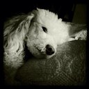 Steve Pirozzi - @stvpirozzi - Twitter