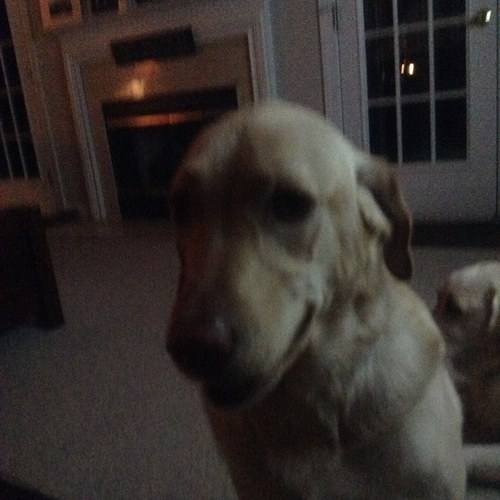 I ammmm Piper and I like to be on the couch and outside and I like to fight Nittany and also be on the couch.