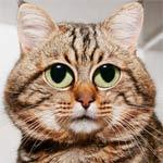 0tutor's profile picture. Freelance web designer, photoshop and flash tutorials creator, programmer and just plain nerdy