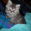 Helga Brown - @helian1972 - Twitter