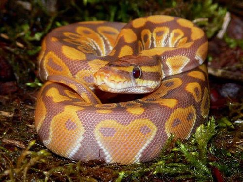 theblob41898's profile picture. hit 400lbs on dat bench at 245