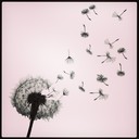 carole day - @drangonbliss - Twitter