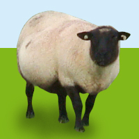 voterspca's profile picture. RSPCA Good Business Awards is open to the public. Vote by 10 September 10 for the People’s Choice Supermarket – the store doing the most for animal welfare.