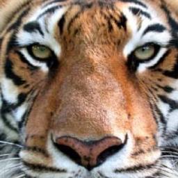 AT ANY CO$T Sco City Tigers are the craziest!