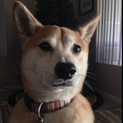 I'm just a girl Shiba who likes to let my peoples think that they are in charge. All part of the master plan.