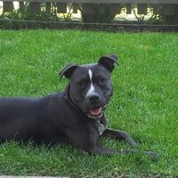 TLClarke (@treetoads) 's Twitter Profile