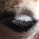 Vicki Laws - @vickilaws - Twitter