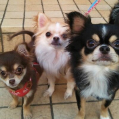 あおい(∵)