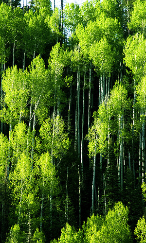 LiaFenix's profile picture. Saca lenguas profesional