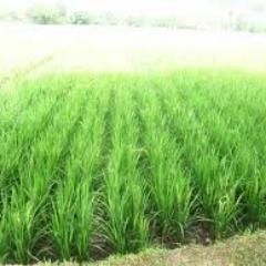 _andalanta's profile picture. Perusahaan Nasional yang bergerak di bidang Agribisnis berupa Pupuk Organik Cair Taburmas (http://t.co/ASuLMjl1v0)