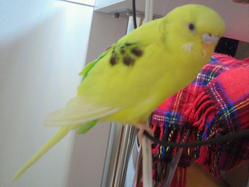 日本美術院院友 飛んで行っちゃったセキセイインコ(ぴーすけ)を見つけ出そうとTwitterをはじめました。 あれから数年…ぴーすけは見つからず😭☆*°になりました。皆様😭御協力ありがとうございました🙃❤️🙂