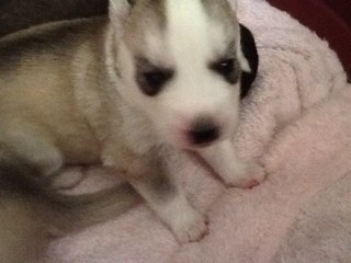 Blue6446's profile picture. 