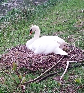 I'm Simon Swan. My wife Samantha and I live in an exclusive nest development near Bruern Cottages. We are new parents to five cygnets... Life is busy!