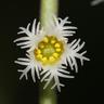 yokuyama's profile picture. 生物学全般を愛する研究者。 著書「多様な花が生まれる瞬間」（慶應義塾大学出版会） 研究紹介ウェブページ
https://t.co/DQ4JDPq9jO
東京大学大学院理学系研究科生物科学専攻（准教授・兼任）で一緒に研究する大学院生を募集してます！