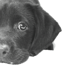 howahowasaan's profile picture. 基本的にラブ飼いのラブラドールアイコンの方をフォローしてます。巾スタイルハンターです。アカウント名の由来はシャンプーしたてのあの感じ。 🐕‍🦺性格：内弁慶、特技：日向ぼっこ、趣味：スリッパ運び、好きなこと：プラー、苦手なこと：爪切り〉歯磨き〉留守番